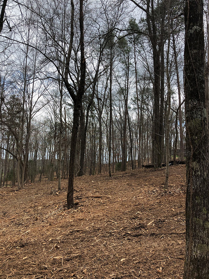 Mulcher After Fire